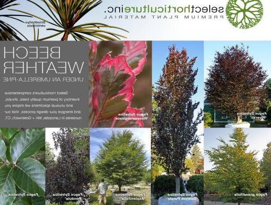 It's Beech Weather at Select Horticulture